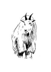 Hand drawing of a mountain goat. Vector illustration