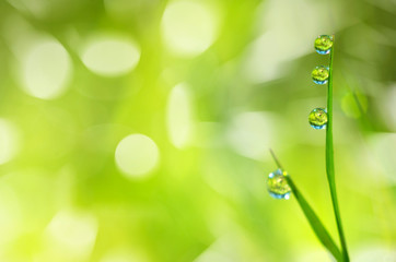 Bright spring background with a blade of grass with drops of dew