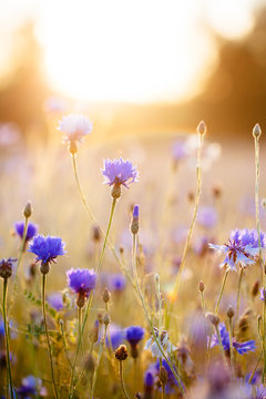 Fototapeta Cornflowers