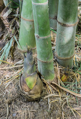 Bamboo shoots or bamboo sprouts
