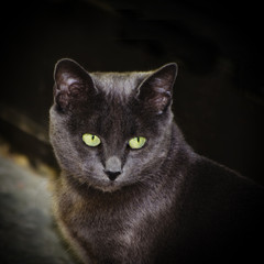 Grey Cat