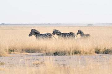 Zebras running at Etosha Pan, Namibia