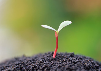 Young seedling growing