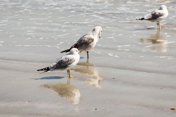 Three Seagulls in Surf