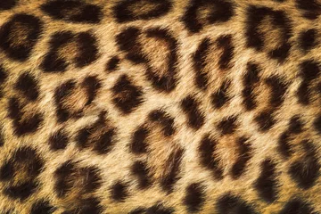 Foto op Plexiglas detail  skin  of  leopard © praisaeng