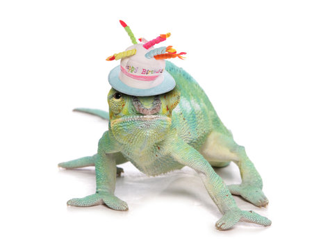 Cameleon Lizard Birthday