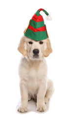 Golden retriever elf dog