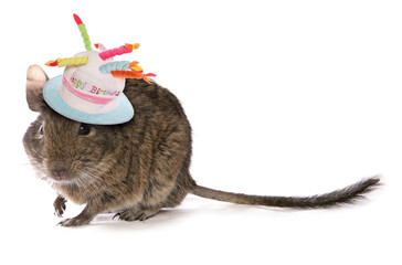 Degu birthday