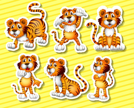 Tigers