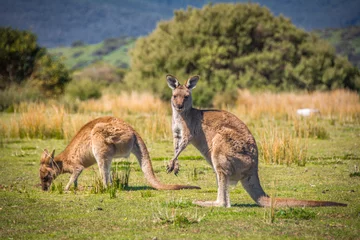 Foto op Plexiglas Kangoeroe Grazende kangoeroes
