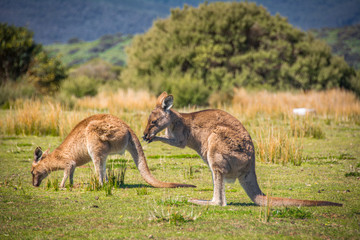 Grazing Kangaroos