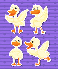 Fototapeta premium Duck
