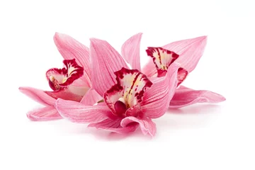 Peel and stick wall murals Orchid Cymbidium orchids