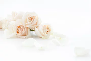 Poster de jardin Roses white roses and petals
