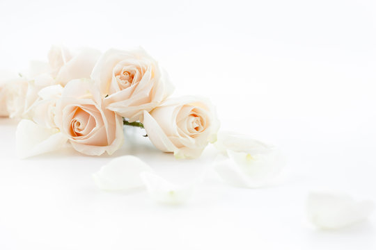 Fototapeta white roses and petals