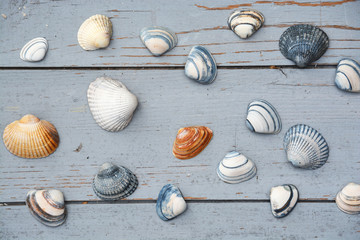 Schelpen op oud geverfd hout