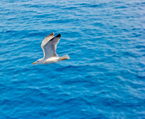 Fototapeta na wymiar Seagull flying above the sea
