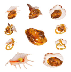 Baltic amber to Rapana snail on a white background