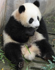 Obraz na płótnie Canvas A panda cub to sit down and eat bamboo