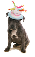 Staffordshire Bull Terrier blue puppy dog