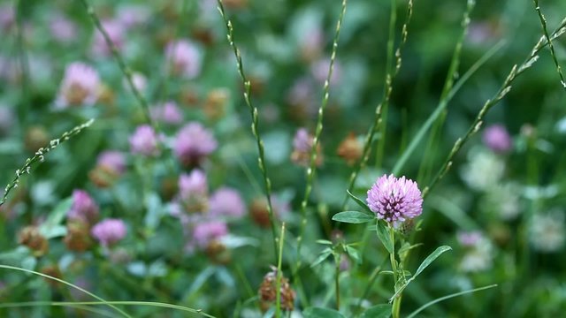 Clover flower