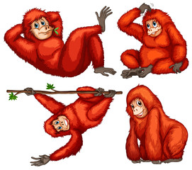 Orangutan © GraphicsRF