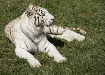 white tiger