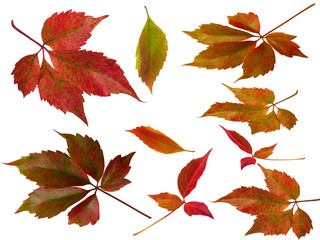 Herbstlaub, Laub, Blatt, Blätter
