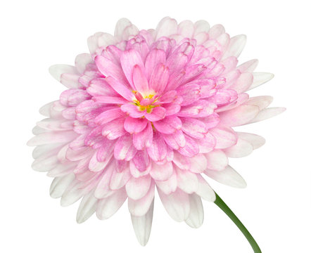 Pink Dahlia Flower large center Isolated on white