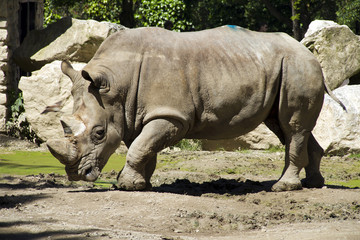 Fototapeta premium rhino