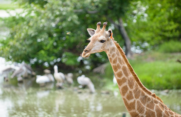 portrait of Giraffe in Thailand