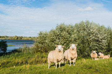 Fototapeta premium Eparmarked sheep on a sunny day at the end of the summer season