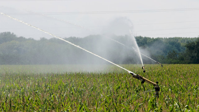 Agricultural Sprinkler Watering Cornfield