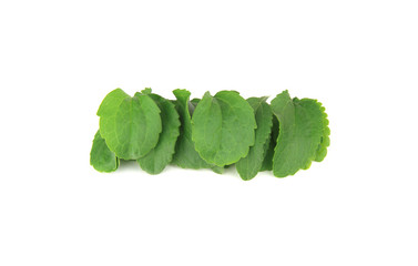 Stevia rebaudiana
