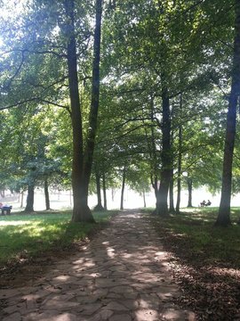 Camino entre arnboles