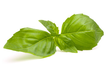 Sweet basil leaves