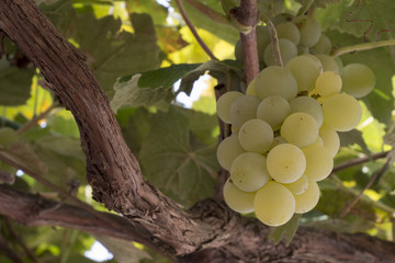 uva fragola