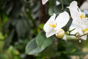 white orchid phalaenopsis