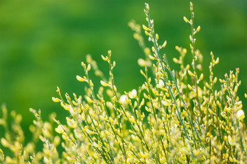 Tree branches with buds in spring