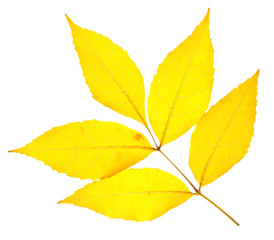 Yellow ash leaf