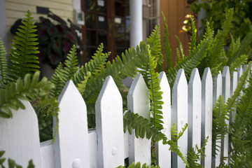 Picket Fence