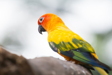 portrait of yellow lovebird