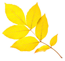 Yellow ash leaf