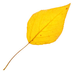Yellow poplar leaf isolated