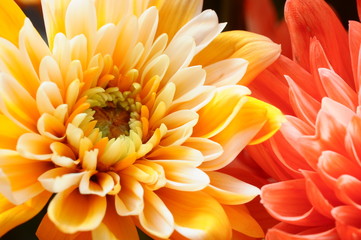 Macro of orange aster flower