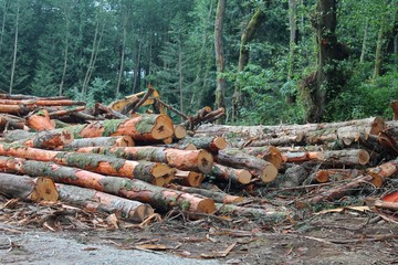 Pile of cut trees in logged forest