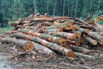 Pile of cut Alder logs in a Pacific Northwest forest clearing