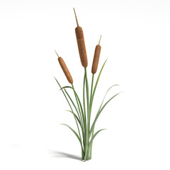 3d illustration of a cattail plant - 70721280