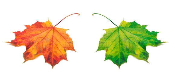 Orange and green autumn maple-leafs