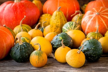 ripe organic colored pumpkins